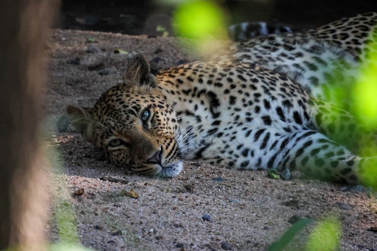 Sabi Sabi Jan Nel Golonyi Leopard Moves Throug Bush
