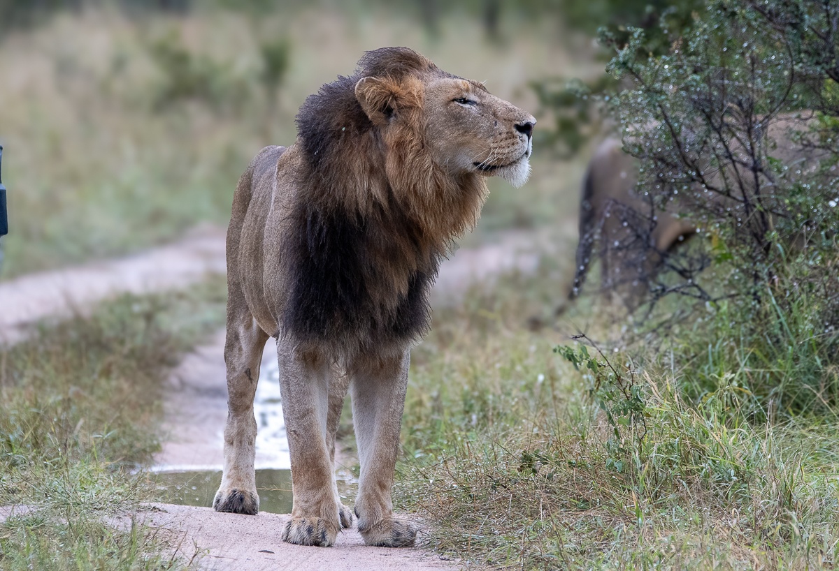 Male lions conserving energy during the heat of the day