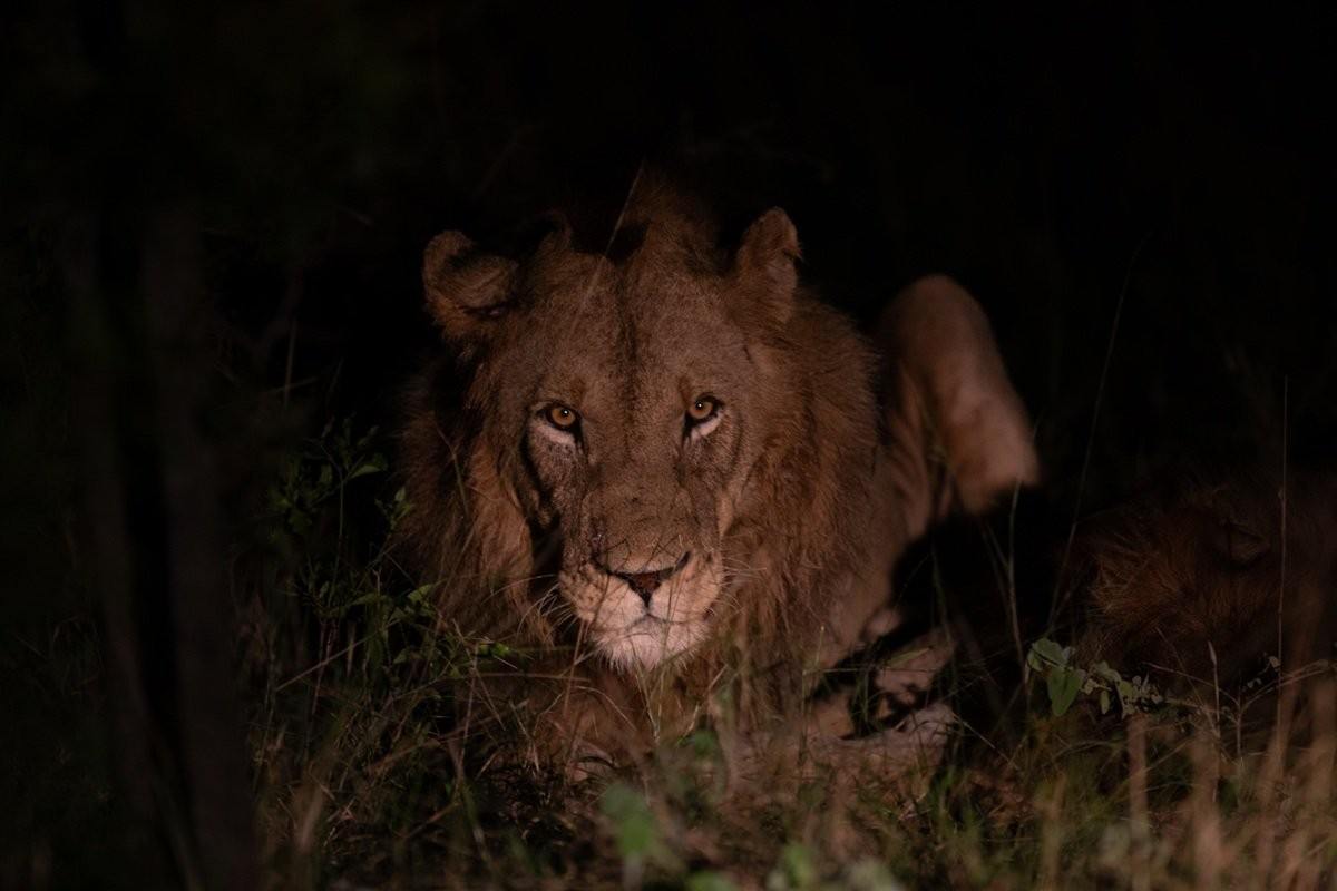 Lion illuminated at night showing alert behaviour.