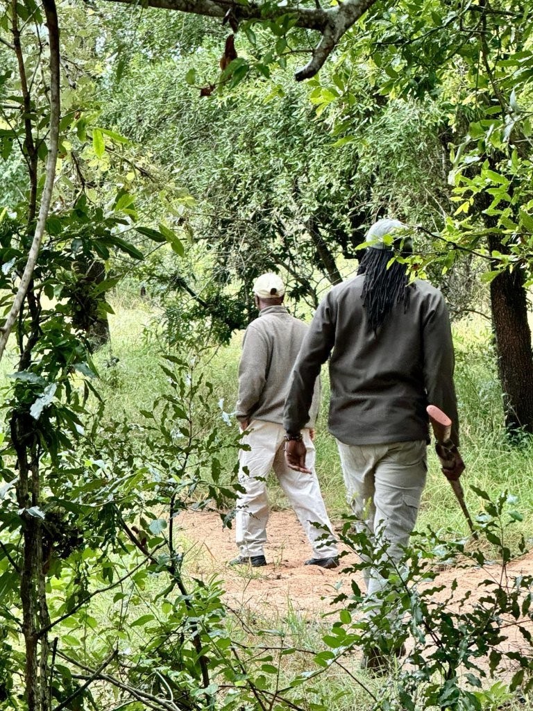 Mike Ndlovu and Ronald Mutero walking together in the bush during tracking.