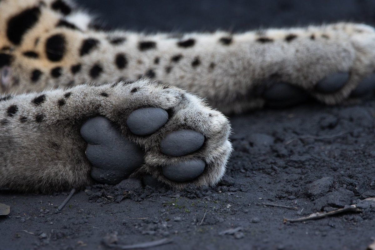 Leopard paw close up, with fresh paw print underneath it. 