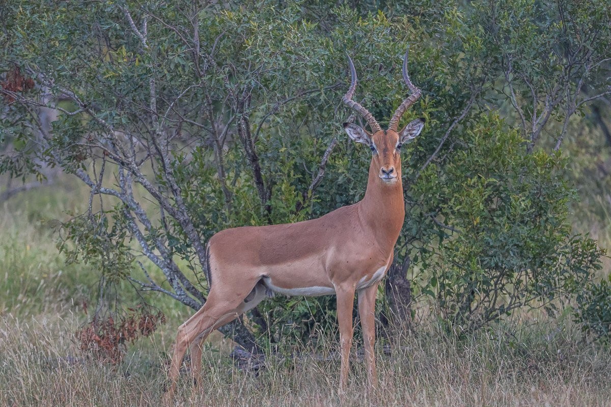 Fatigued impala ram after extended territorial activity.