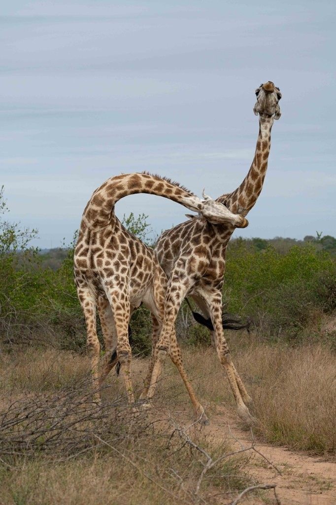 Male giraffes swinging their necks in an intense dominance contest in the African bush.