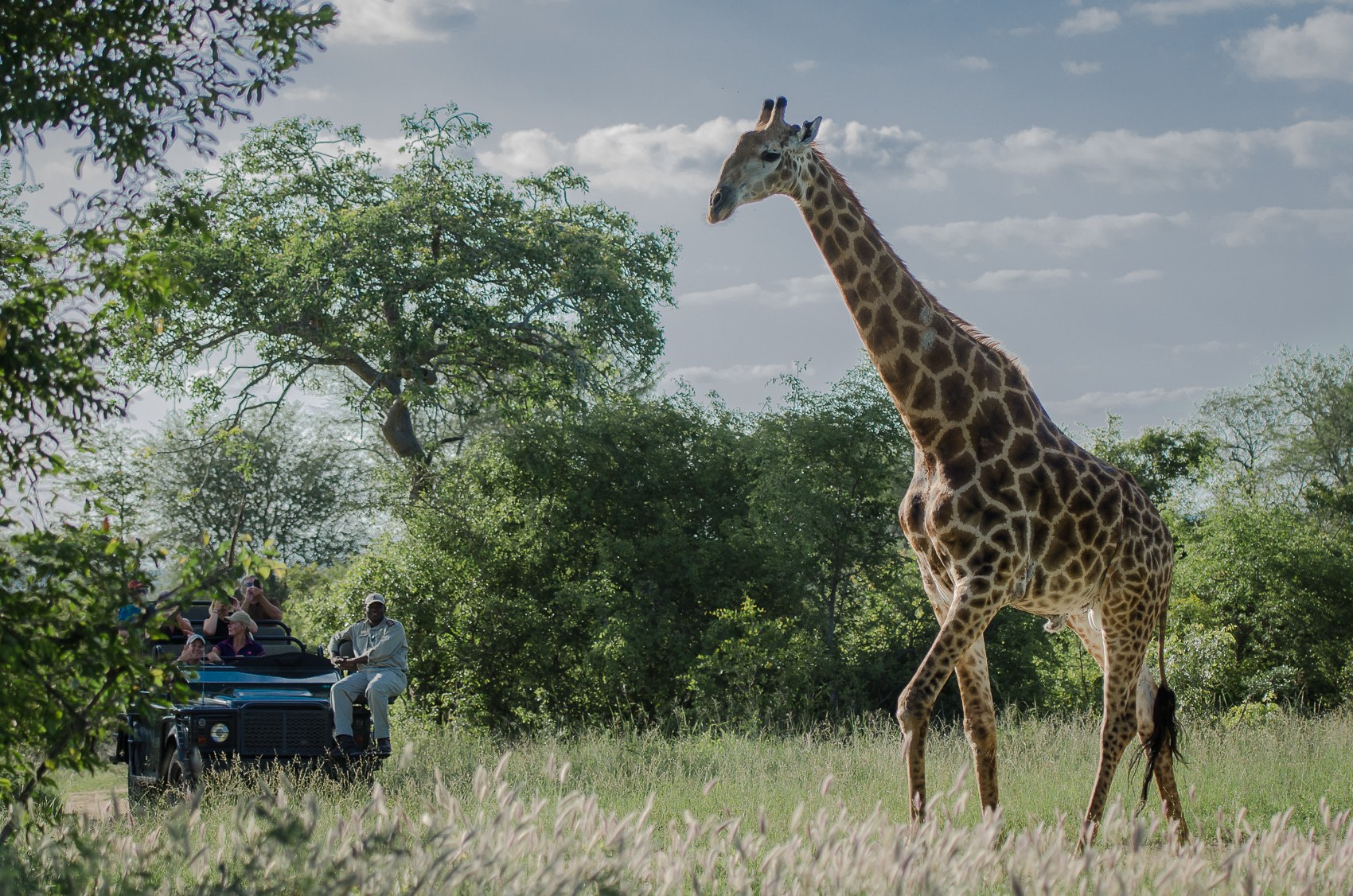 A Sabi Sabi game drive exploration stops to admire a giraffe