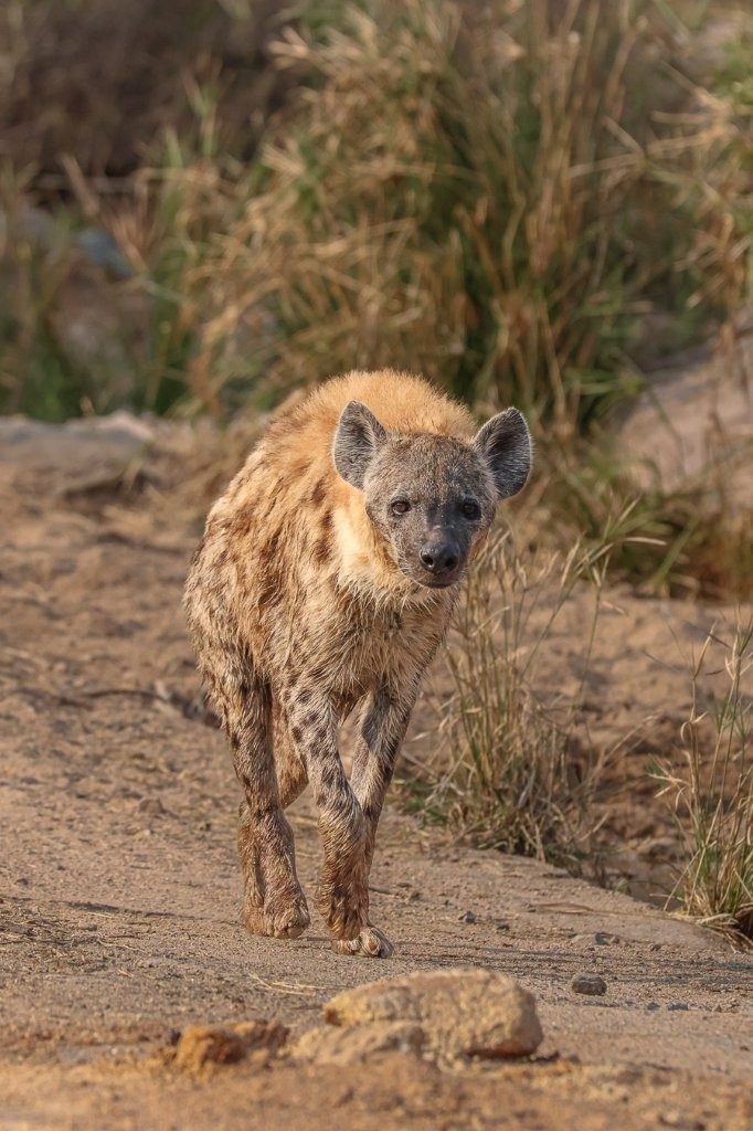 Spotted hyena moving through the African bush at Sabi Sabi Game Reserve.