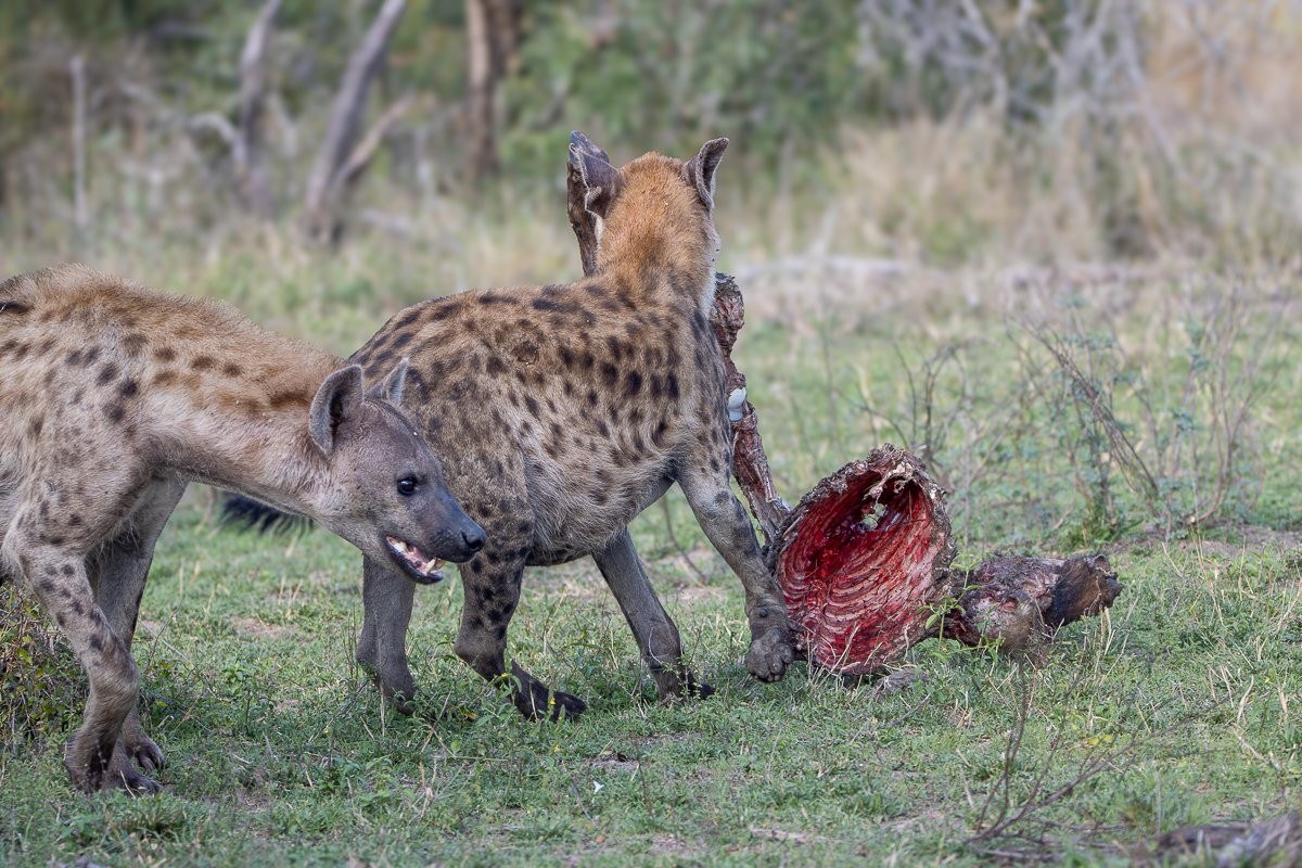 Two spotted hyenas feeding on a buffalo carcass