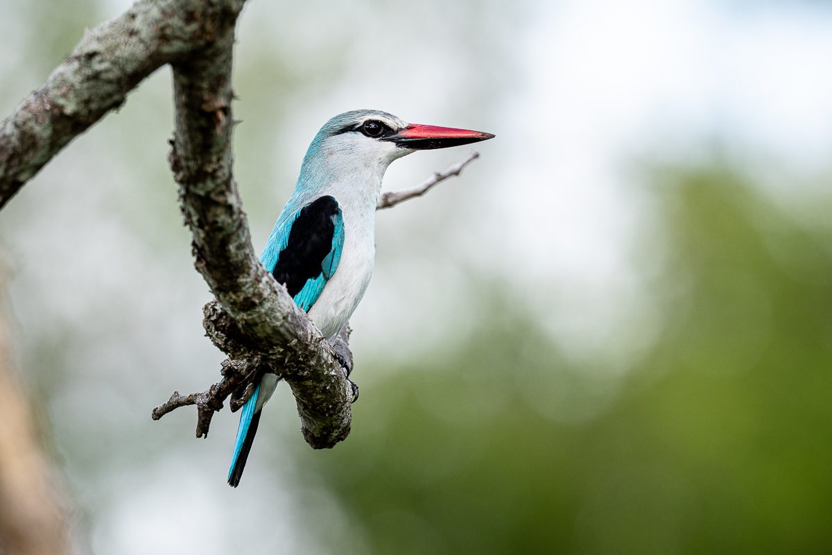 A37Daniel Greyvenstein   Woodlands Kingfisher   130123 Final