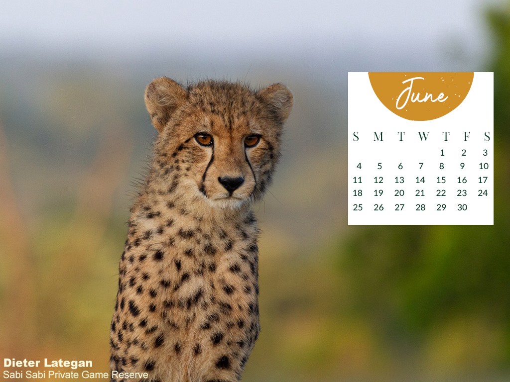 Monthly Desktop Calendar Sabi Sabi June 2023 Large