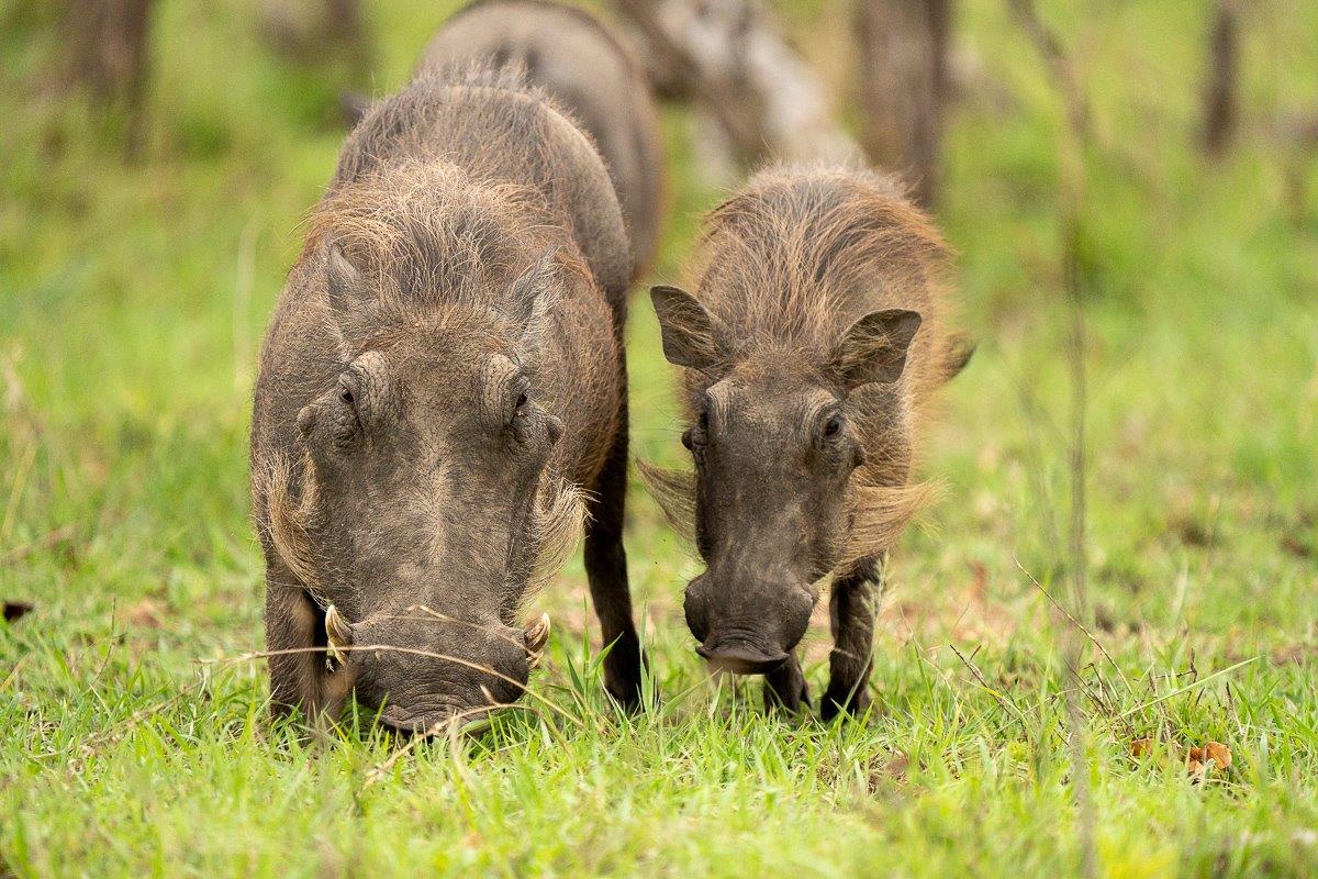 We came across a sounder of warthog on game drive from Sabi Sabi. 