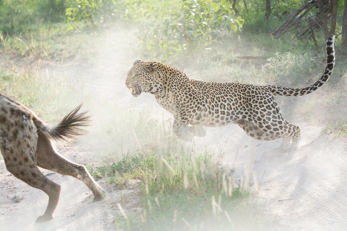 Ntsumi chases a hyena away after the opportunistic predator got too close to Ntsumi's cubs. Ntsumi chases a hyena away after the opportunistic predator got too close to Ntsumi's cubs.