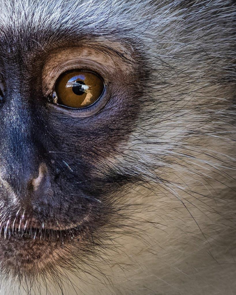 A close-up of the face of a Vervet monkey. A close-up of the face of a Vervet monkey.