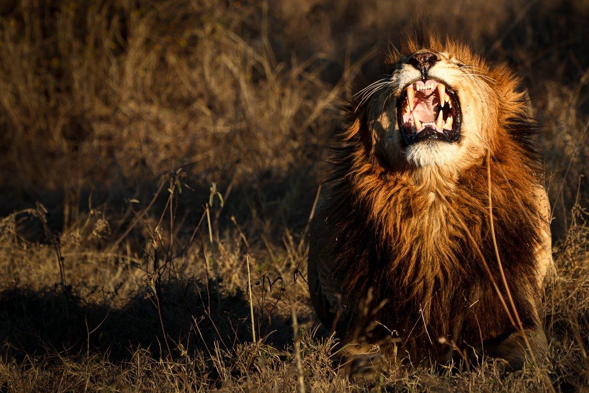 The Msuthlu Pride and Gijima males were seen again
