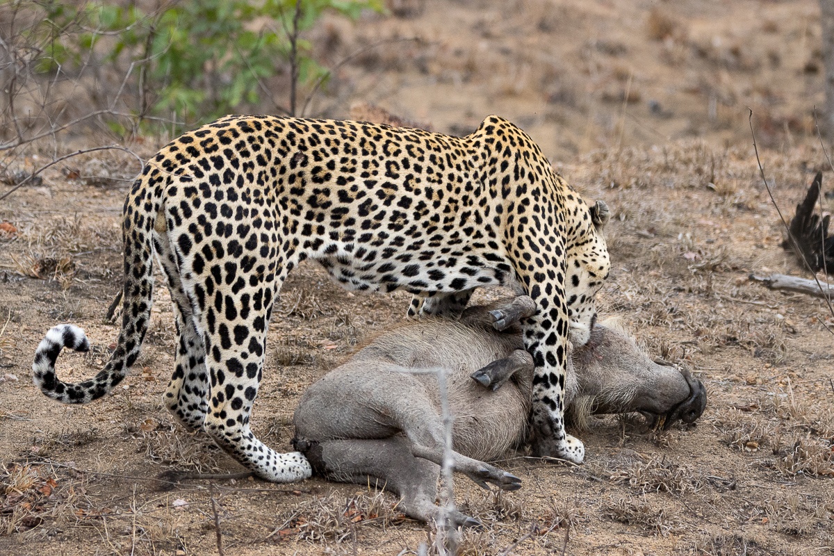 The leopard with its fresh kill, embodying the power and beauty of the predator in its natural habitat. The leopard with its fresh kill, embodying the power and beauty of the predator in its natural habitat.