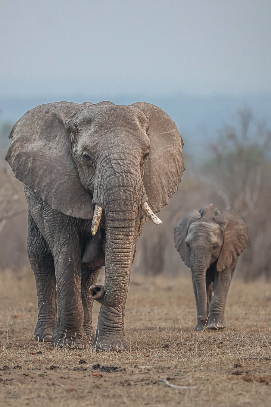 A female elephant and her calf. Females do not experience musth. A female elephant and her calf. Females do not experience musth.