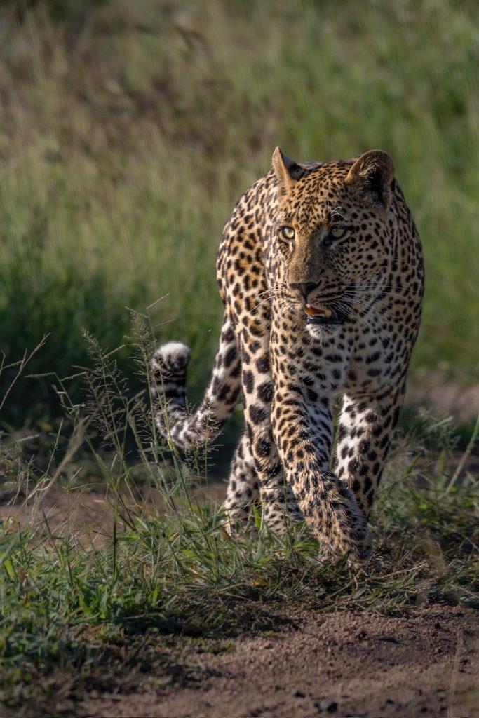 The Nottens male leopard. The Nottens male leopard.