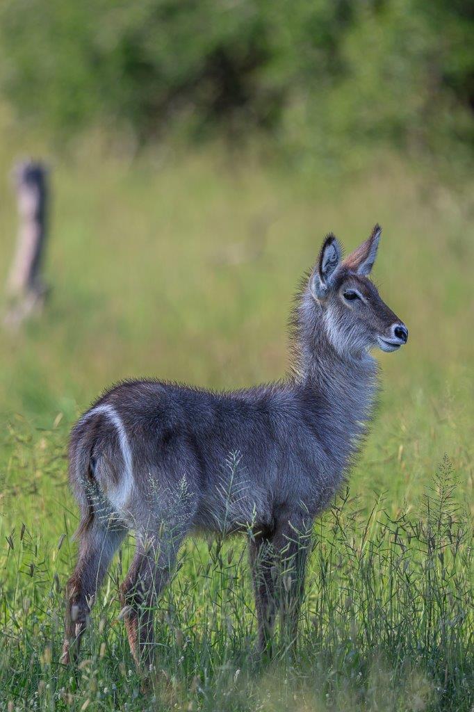 Clearly see the markings on a waterbucks backside. Clearly see the markings on a waterbucks backside.