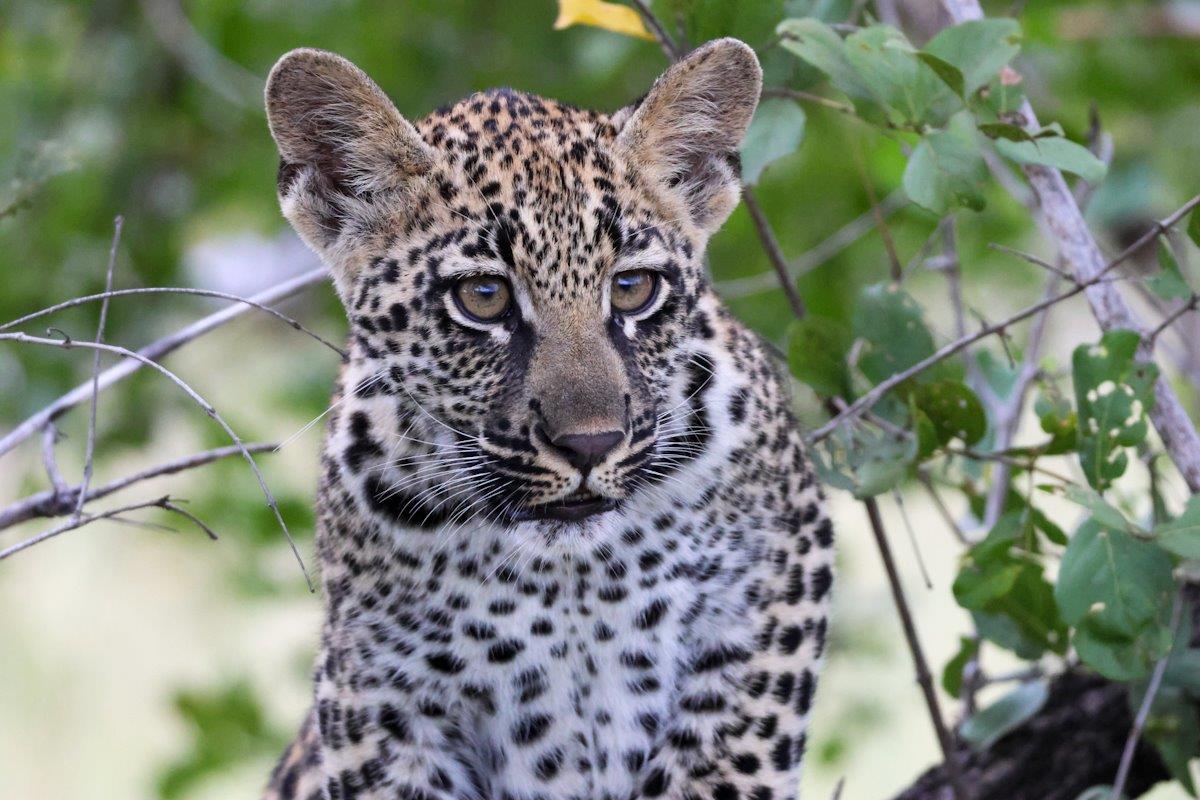 Golonyi's cub is growing strong. Golonyi's cub is growing strong.