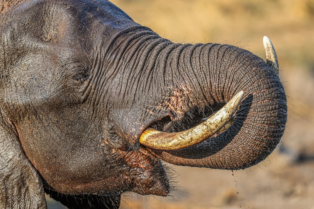Sabi Sabi Ruan Mey Elephant Eats Sabi Sabi Ruan Mey Elephant Eats