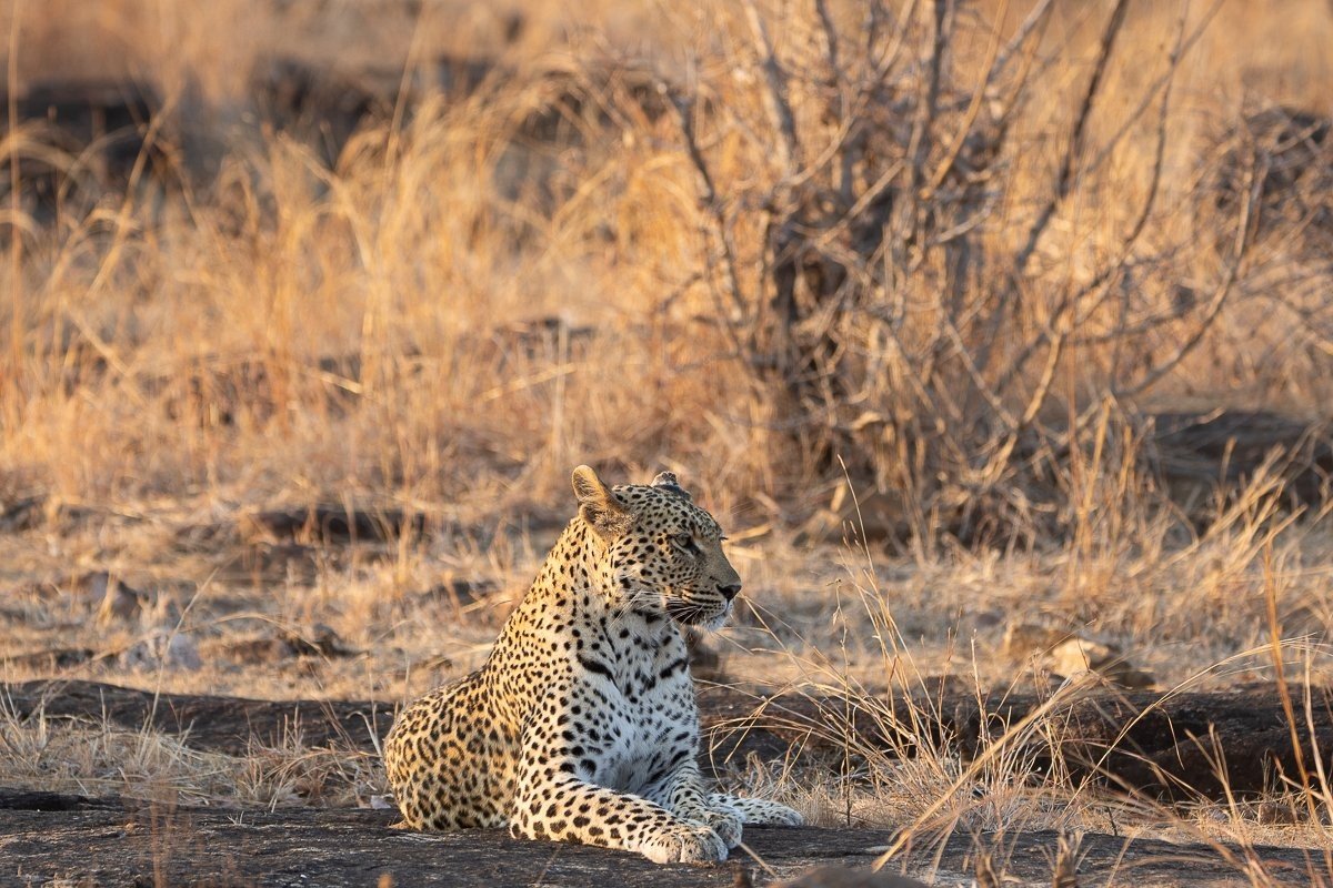 Sabi Sabi Ronald Mutero Leopard Sabi Sabi Ronald Mutero Leopard