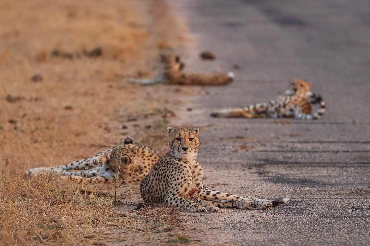 Sabi Sabi Ruan Mey Cheetahs Laying On Road Sabi Sabi Ruan Mey Cheetahs Laying On Road