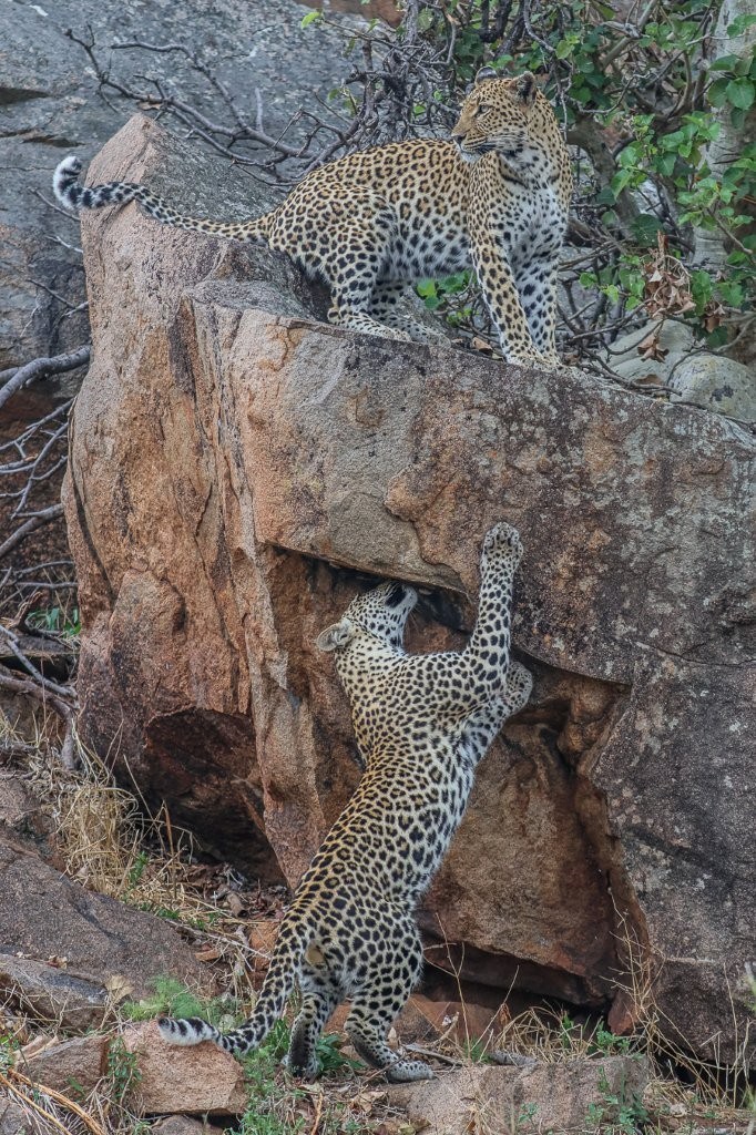 Sabi Sabi Ruan Mey Golonyi And Cub Sabi Sabi Ruan Mey Golonyi And Cub