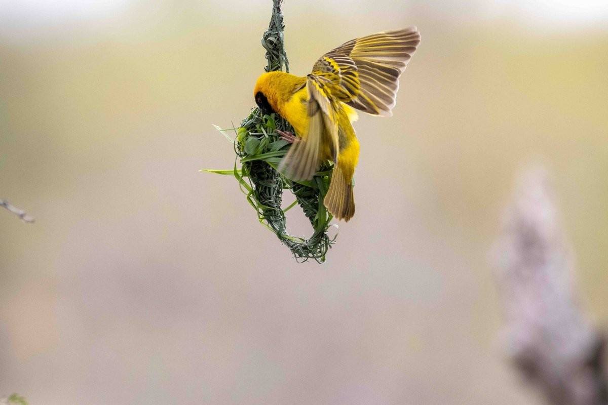 The nest of a Village weaver.