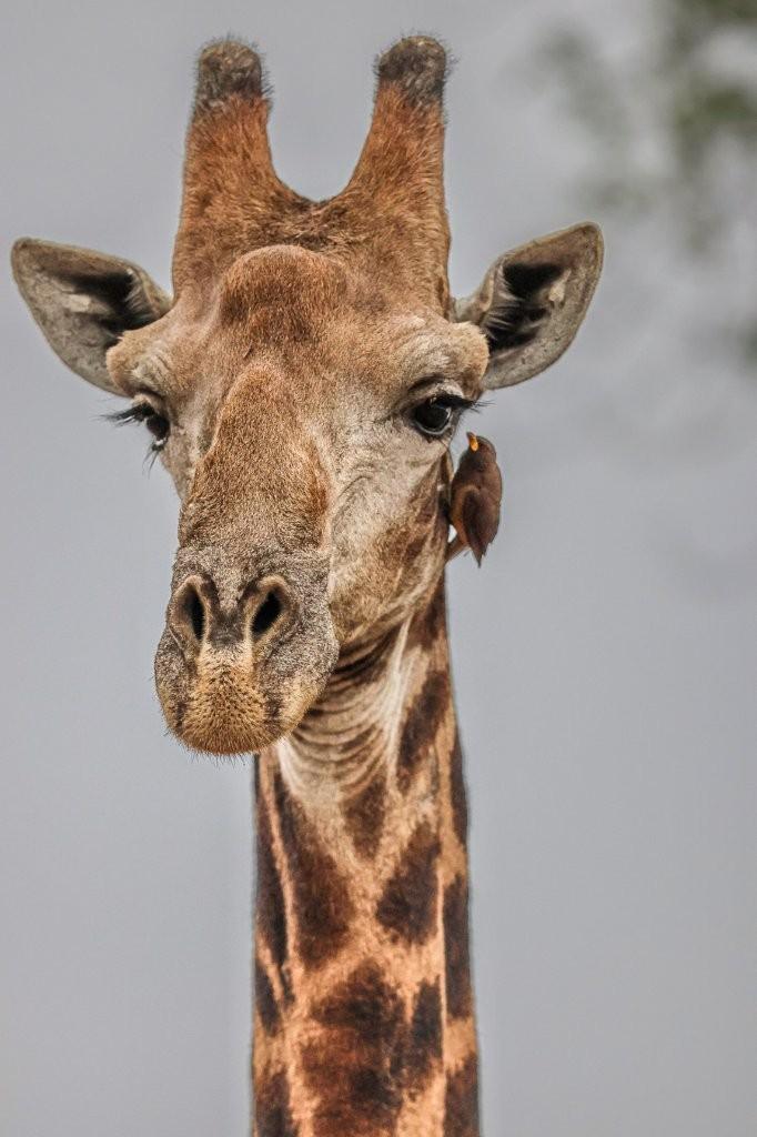 Sabi Sabi Ruan Mey Giraffe