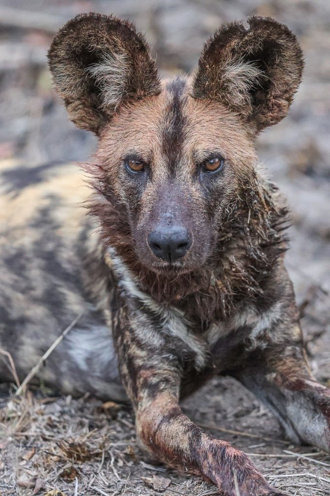 Each successful hunt means pups will eat