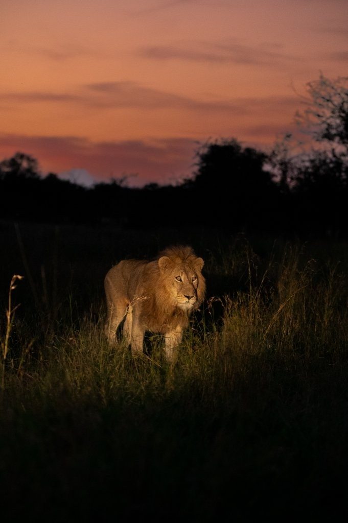 Sabi Sabi Viviane Ladner Nwaswishaka Male Lion Profile