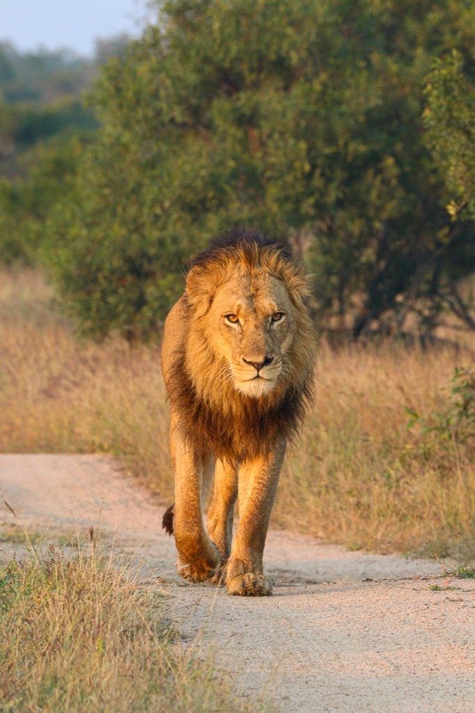 N’waswishaka coalition males moving alongside a lioness through the reserve