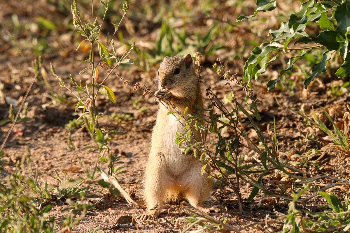 Tree squirrel searching for food