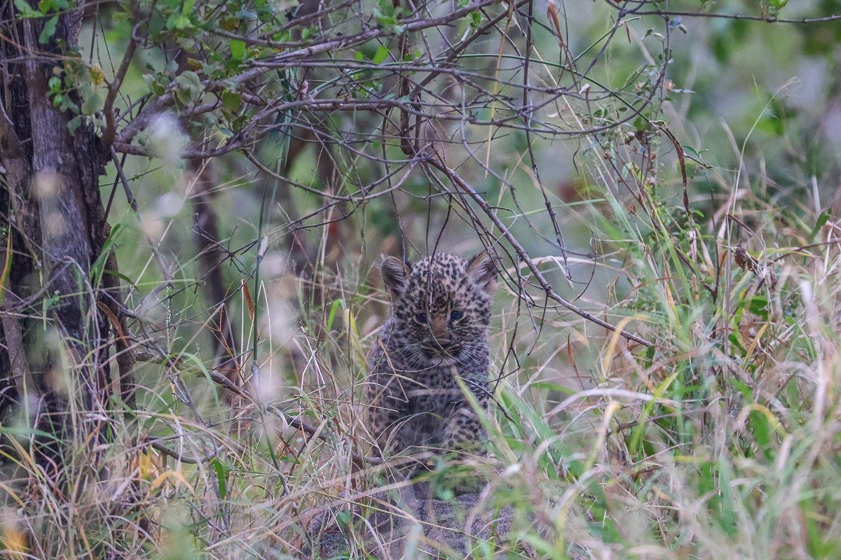 Sabi Sabi Ruan Mey Golonyi Leopard Near Cub Den