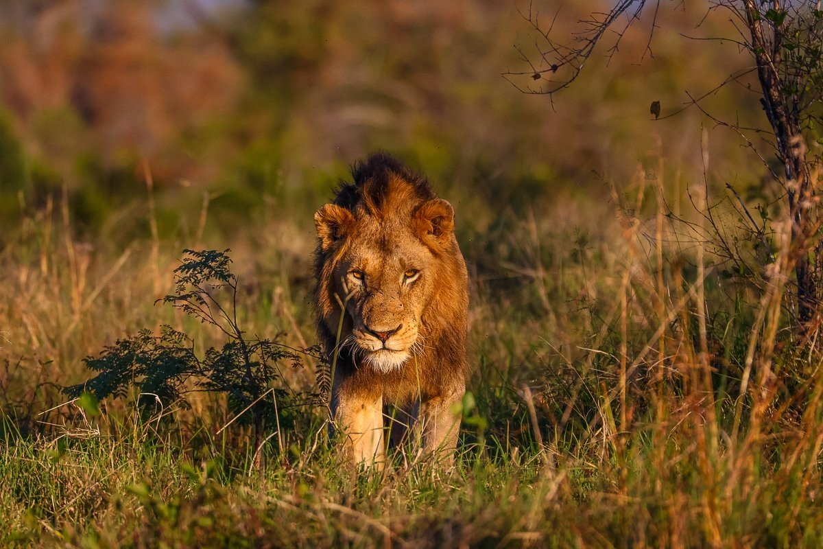 Portrait of a dominant N’waswishaka male lion displaying the strength of the coalition.