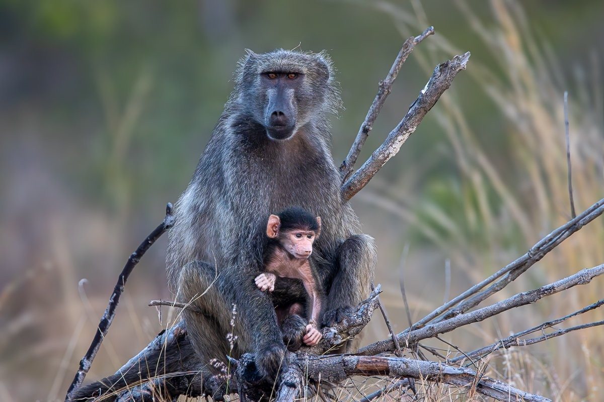 Mother baboon cradling her infant close for protection.