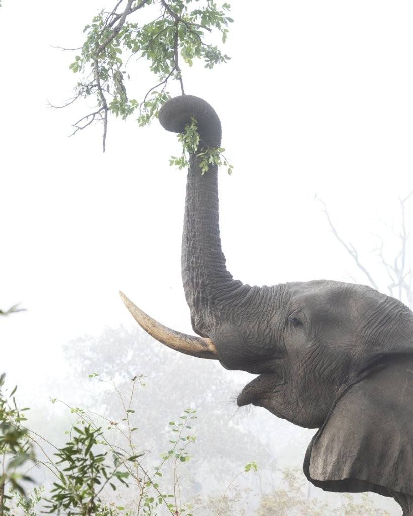 Sabi Sabi Benjamin Loon Elephants Emerging From Morning Mist Sabi Sabi