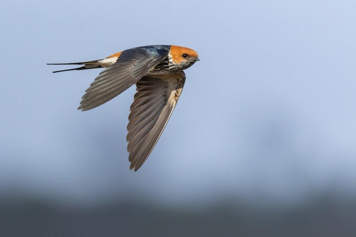 Sabi Sabi Benjamin Loon Lesser Striped Swallow Flying Through Bushveld