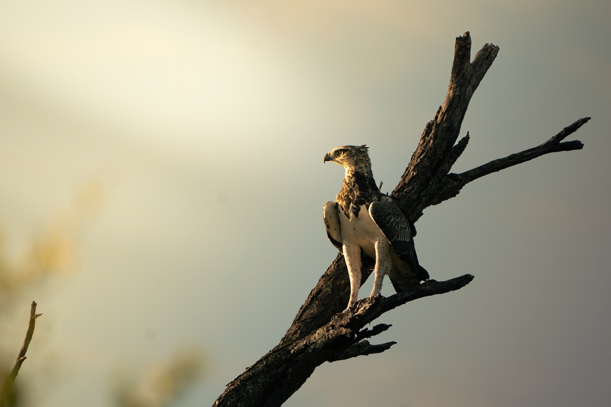 A Martial eagle perched on a bare branch of a tree