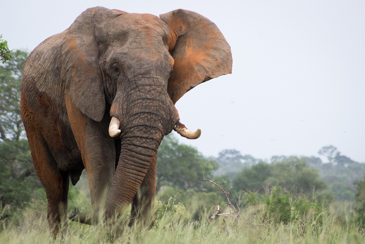 Elephant.  111