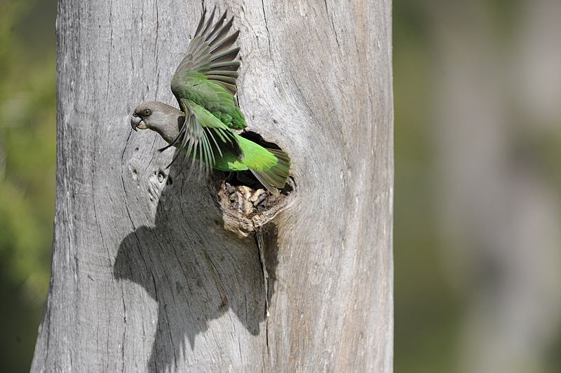363 Brown Headed Parrot 2903 AFR3712 A Froneman