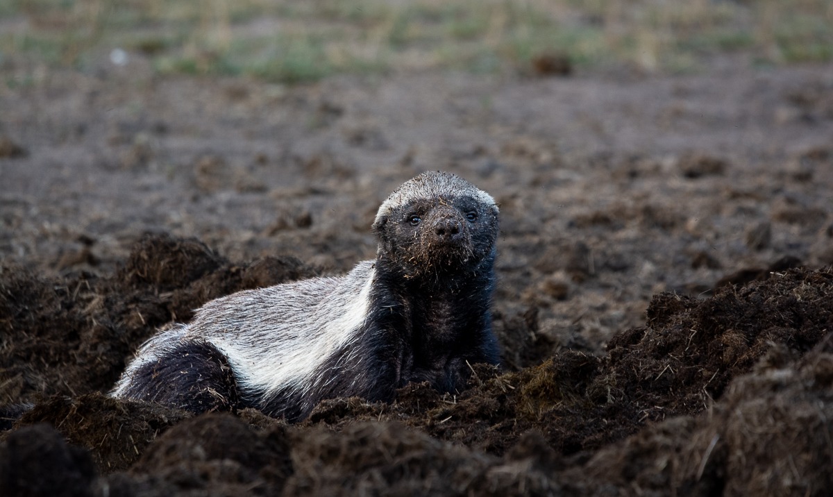 Known as the Honey Eater of the Cape, a Honey badger is a wonderful sight on safari at Sabi Sabi. Known as the Honey Eater of the Cape, a Honey badger is a wonderful sight on safari at Sabi Sabi.