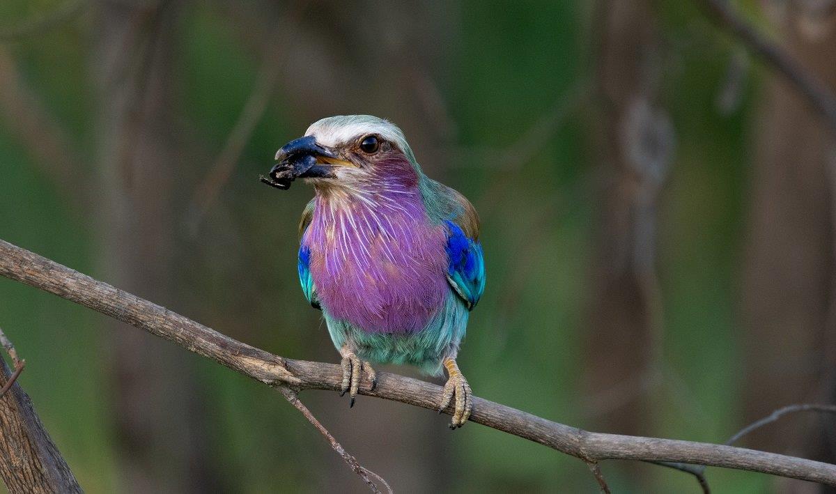 We were lucky to see a juvenile Lilac-breasted Roller catch and feed on dung beetle.