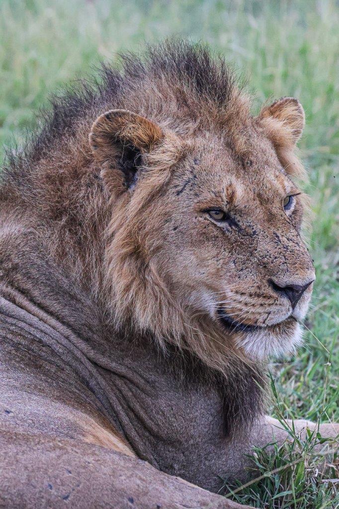 Ruan Mey Kambula Pride Lion Ruan Mey Kambula Pride Lion