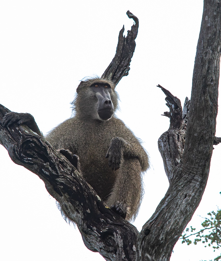 A Chacma baboon perches in a tree. A Chacma baboon perches in a tree.