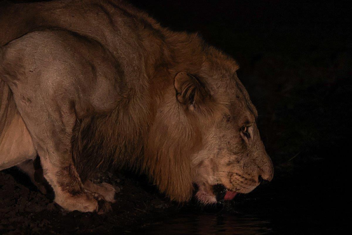Tracks led us to the Nkuhuma male with the one young Talamati male lion