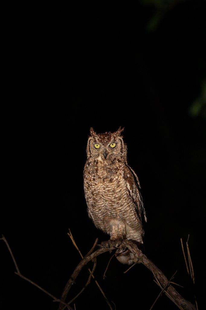 An ealge owl spotted during a night drive from Sabi Sabi. An ealge owl spotted during a night drive from Sabi Sabi.