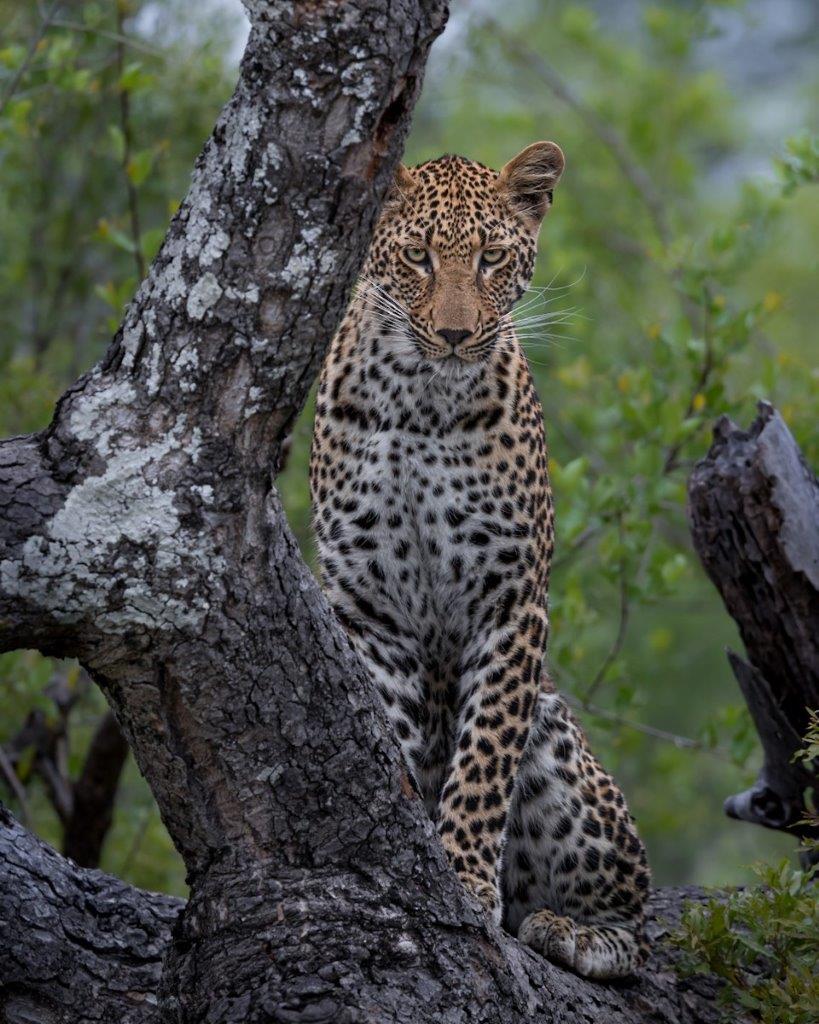 Sabi Sabi Devon Jansen Kurhula Sabi Sabi Devon Jansen Kurhula