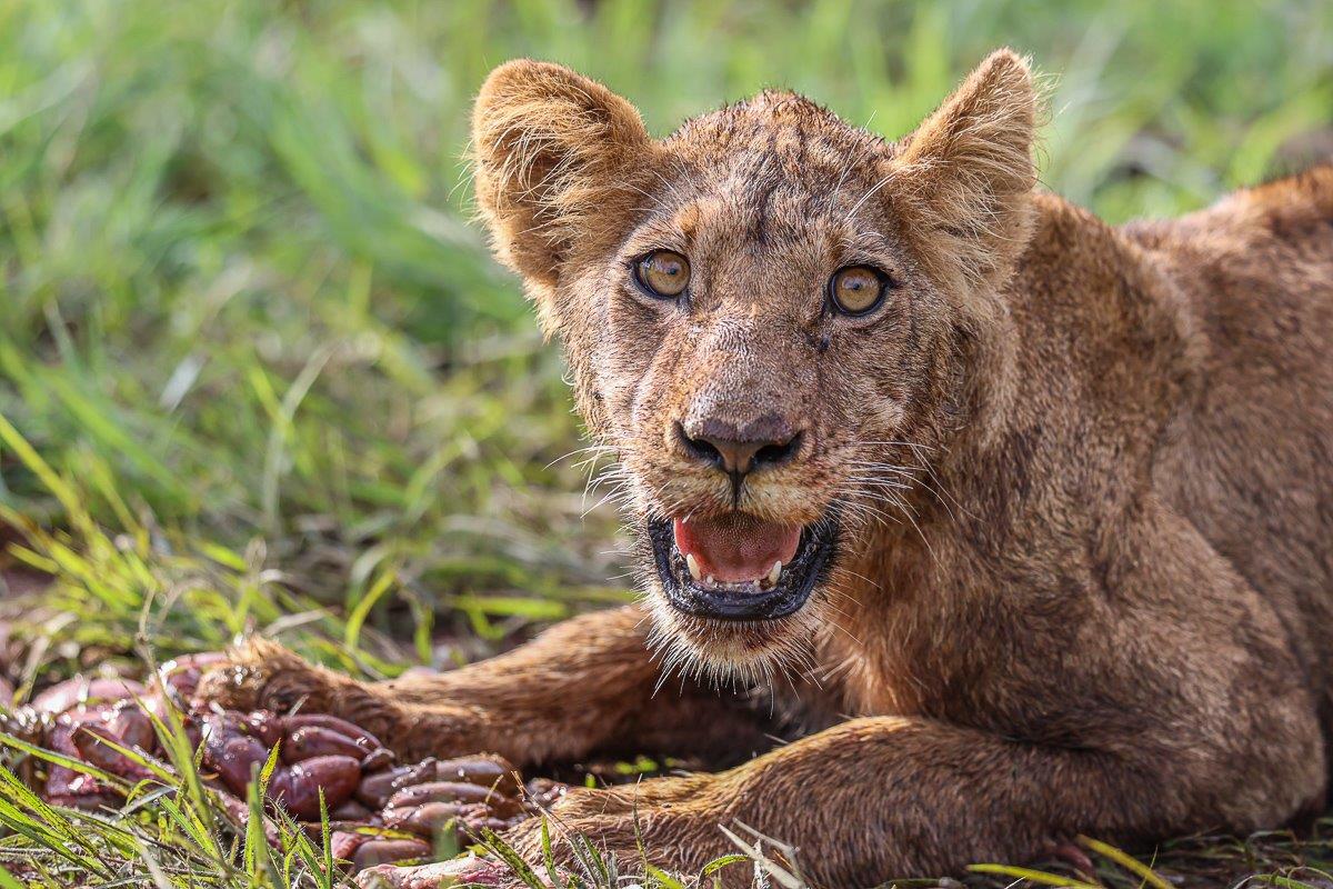 A member of the Southern Pride with a kill. A member of the Southern Pride with a kill.