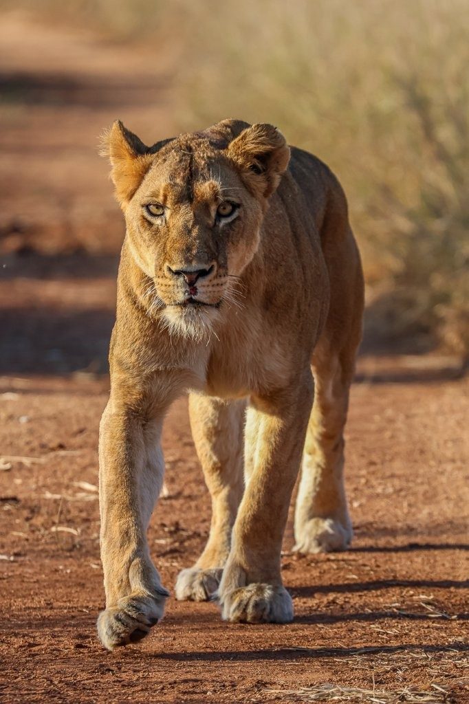 Sabi Sabi Ruan Mey Southern Pride Member Sabi Sabi Ruan Mey Southern Pride Member