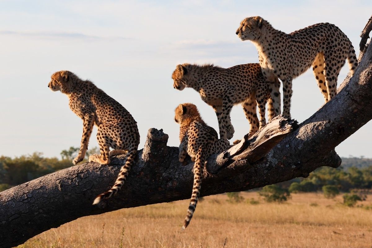 A family of cheetah sits on a dead tree. A family of cheetah sits on a dead tree.