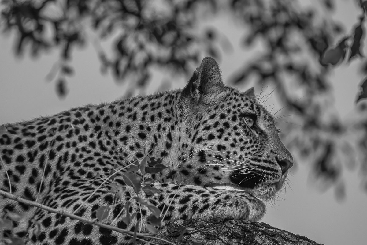 Golonyi rests in a tree. Golonyi rests in a tree.